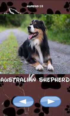 Dog breeds, one is hiden - Screenshot 2