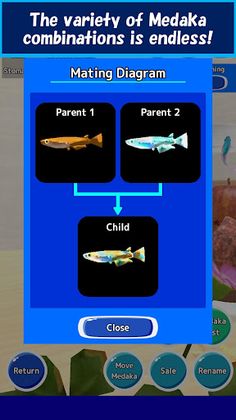 Medaka Breeder - Screenshot 2
