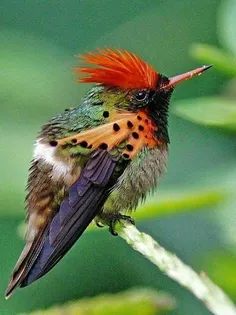 Bird Puzzle - Screenshot 4