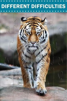 Wild Animals Jigsaw Puzzles - Screenshot 1