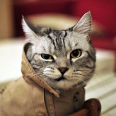 Cat Game Funny Animals Puzzles - Screenshot 3