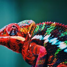 jigsaw puzzle bacnao - Screenshot 3