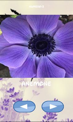 Flores, cuál se esconde - Screenshot 2