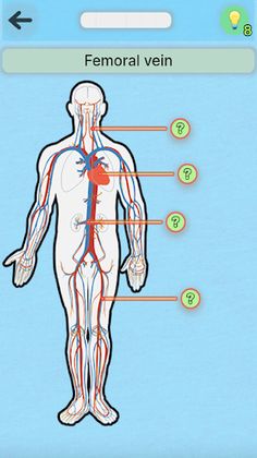 Anatomy Pro - Screenshot 4