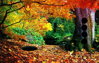 Cherokee National Forest Game - Screenshot 2