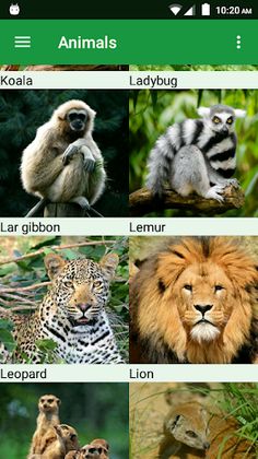 Wild Animals Puzzle - Screenshot 1