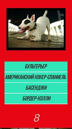 Викторина угадай породу dog со - Screenshot 1