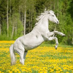 Horses Jigsaw Puzzle Games - Screenshot 3