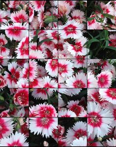 Quebra-Cabeça de Flores - Screenshot 4