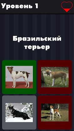 Dogs - photo quiz for dog love - Screenshot 4