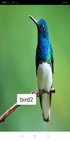 special bird - Screenshot 3