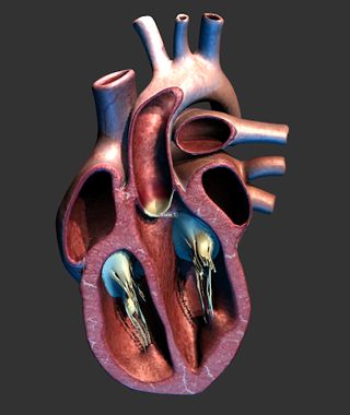 Heart 3D model for learning - Screenshot 2