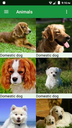 Dogs Puzzle - Screenshot 1