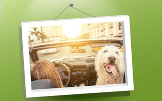 Picture Puzzle: Dogs - Screenshot 2