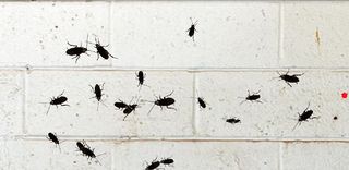 Impossible To Kill - Screenshot 2