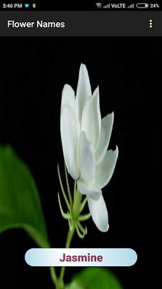 Flower Names - Screenshot 4