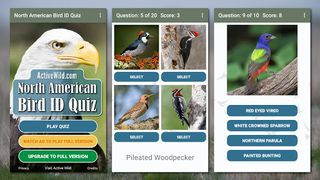 North American Bird ID Quiz - Screenshot 1