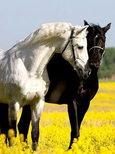 puzzle game horse - Screenshot 3