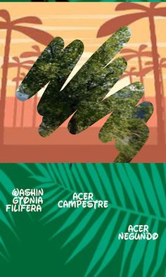 Trees, which one is hiding - Screenshot 4