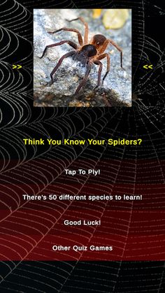 Arachnophobia Spider Quiz - Screenshot 1