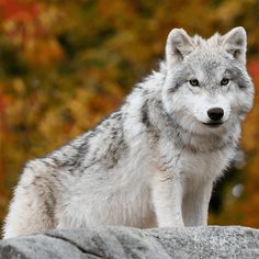 Wolf Jigsaw Puzzle Games - Screenshot 1