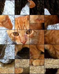 Quebra-Cabeça de Gatos - Screenshot 4