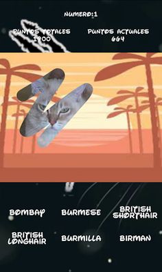 Cat breeds, which one is hiden - Screenshot 4