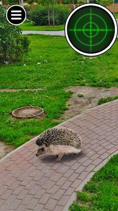 Stray Animals. Real Catch Game - Screenshot 4