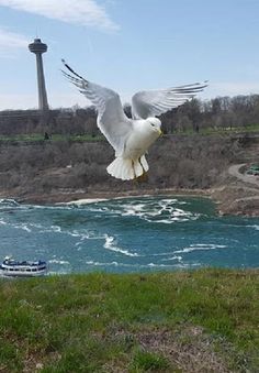 Jimi Hendrix Fan - Screenshot 2