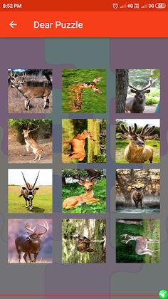 Dear Puzzle - Screenshot 4