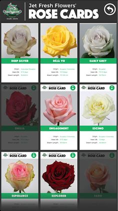 Name That Rose - Screenshot 4