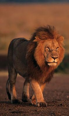 Lion Relax Puzzle - Screenshot 3