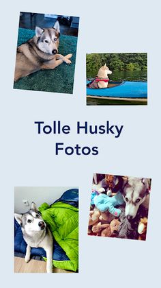 Husky Pairs - Paare Suchen - Screenshot 2