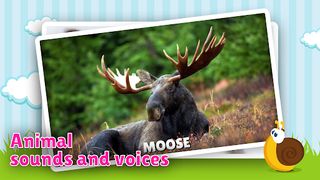 Animal flashcard & sounds - Screenshot 1
