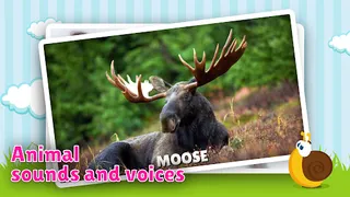 Animal flashcard & sounds - Screenshot 1
