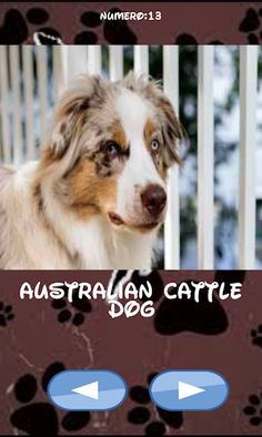 Dog breeds, one is hiden - Screenshot 1