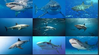 پازل کوسه - Screenshot 2