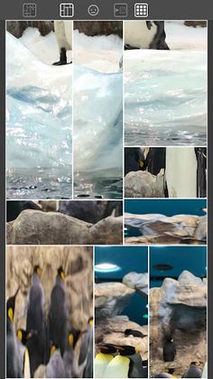 Penguins Swap Pics - Screenshot 1