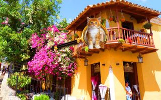 Find a Cat - Hidden Objects - Screenshot 1