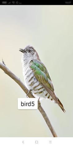 special bird - Screenshot 1