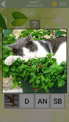 1000 words - Screenshot 4