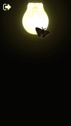 Cat Alone Toy - Fun Games for - Screenshot 4