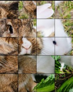 Quebra-Cabeça Mães e Filhotes - Screenshot 3