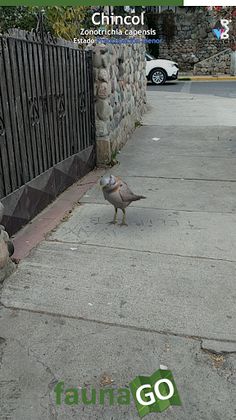 Fauna GO Beta - Screenshot 2