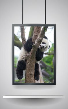 Picture Puzzle: Panda - Screenshot 4