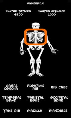 Skeleton bones, guess what is - Screenshot 4