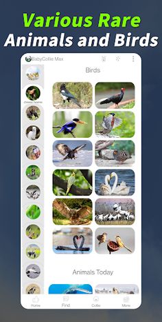 BabyCollie Max: Quiz Game with - Screenshot 4