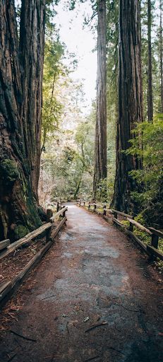 Verdant meadows and fields - Screenshot 1