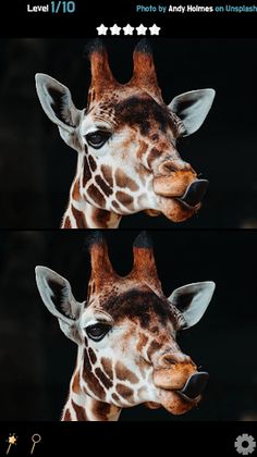 Find 5 Differences - Animals - Screenshot 1