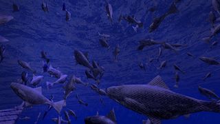 Be a Fish - VR Simulator - Screenshot 2